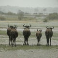 Wildebeest standing in the rain Royalty Free Stock Photo