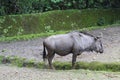 A wildebeest standing in a zoo Royalty Free Stock Photo