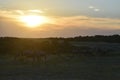 Wildebeest at Sunset Royalty Free Stock Photo