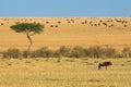 Wildebeest and tree