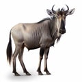 Wildebeest, unusual African artiodactyl animal isolated on white background Royalty Free Stock Photo