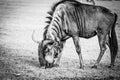 A Wildebeest Up Close With Grass Background