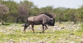 Wildebeest walking the plains of Etosha National Park Royalty Free Stock Photo