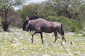 Wildebeest walking the plains of Etosha National Park Royalty Free Stock Photo