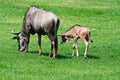 Wildebeest young and Mother Royalty Free Stock Photo