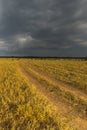 Grazing under thunder clouds in Masai Mara, Kenya Royalty Free Stock Photo