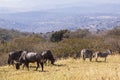 Wildebeest and Zebra on Hillside Overlooking Hills and Valleys