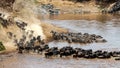Wildebeest and Zebra Migration Crossing Mara River Royalty Free Stock Photo