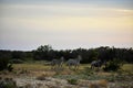 Wildebeest and Zebra at Sunset