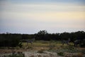 Wildebeest and Zebra at Sunset