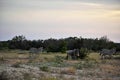 Wildebeest and Zebra at Sunset