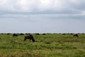 The Great Serengeti Migration Royalty Free Stock Photo