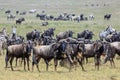 Wildebeest and Zebras in the Serengeti during the great migration