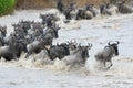 Wildebeests Royalty Free Stock Photo