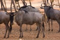 Wildebeests antelopes