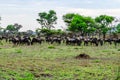 Wildebeests Connochaetes and zebras Hippotigris at the Serengeti national park. Great migration. Wildlife photo Royalty Free Stock Photo