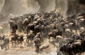Wildebeests crossing Mara rive, Masai Mara
