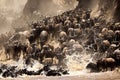 Wildebeests crossing Mara river