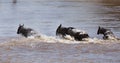 Wildebeests crossing Mara river Royalty Free Stock Photo