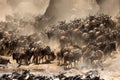 Wildebeests crossing Mara river with dust all over Royalty Free Stock Photo