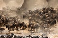 Wildebeests crossing Mara river with dust all over