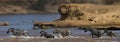 Wildebeests are crossing Mara river. Great Migration. Kenya. Tanzania. Masai Mara National Park. Royalty Free Stock Photo