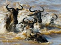 Wildebeests are crossing Mara river. Great Migration. Kenya. Tanzania. Masai Mara National Park. Royalty Free Stock Photo