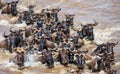 Wildebeests are crossing Mara river. Great Migration. Kenya. Tanzania. Masai Mara National Park. Royalty Free Stock Photo