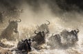 Wildebeests are crossing Mara river. Great Migration. Kenya. Tanzania. Masai Mara National Park.