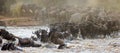 Wildebeests are crossing Mara river. Great Migration. Kenya. Tanzania. Masai Mara National Park. Royalty Free Stock Photo