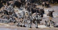 Wildebeests are crossing Mara river. Great Migration. Kenya. Tanzania. Masai Mara National Park. Royalty Free Stock Photo