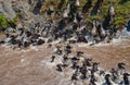 Wildebeests are crossing Mara river. Great Migration. Kenya. Tanzania. Masai Mara National Park. Royalty Free Stock Photo