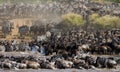 Wildebeests are crossing Mara river. Great Migration. Kenya. Tanzania. Masai Mara National Park. Royalty Free Stock Photo