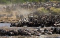 Wildebeests are crossing Mara river. Great Migration. Kenya. Tanzania. Masai Mara National Park. Royalty Free Stock Photo