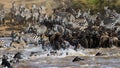 Wildebeests are crossing Mara river. Great Migration. Kenya. Tanzania. Masai Mara National Park.