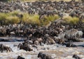 Wildebeests are crossing Mara river. Great Migration. Kenya. Tanzania. Masai Mara National Park. Royalty Free Stock Photo