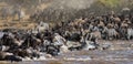 Wildebeests are crossing Mara river. Great Migration. Kenya. Tanzania. Masai Mara National Park. Royalty Free Stock Photo