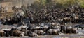 Wildebeests are crossing Mara river. Great Migration. Kenya. Tanzania. Masai Mara National Park.