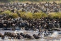 Wildebeests are crossing Mara river. Great Migration. Royalty Free Stock Photo