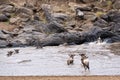 Wildebeests crossing Mara River Royalty Free Stock Photo