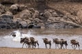 Wildebeests crossing Mara River at the time of Great Migration Royalty Free Stock Photo