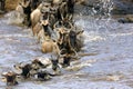 Wildebeests crossing Mara river Royalty Free Stock Photo
