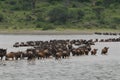 Wildebeests crossing a river in Ngorongoro Royalty Free Stock Photo