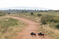 Wildebeests Crossing The Road At The Maasai Mara National Reserve