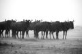 Wildebeests facing heavy downpour, Masa Mara