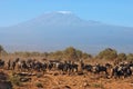 Wildebeests fronting Mt. Kilimanjaro Royalty Free Stock Photo