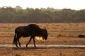 Wildebeests in the grassland of Masa Mara Royalty Free Stock Photo