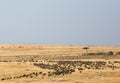Wildebeests grazing in the grassland of Masa Mara Royalty Free Stock Photo