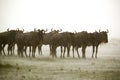 Wildebeests and heavy rain in the grassland of Masa Mara Royalty Free Stock Photo