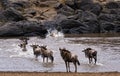 Wildebeests herd crossing Mara River